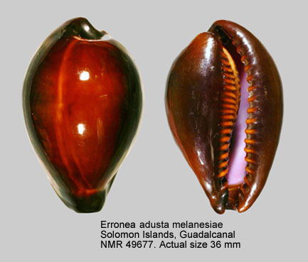 Erronea succincta melanesiae.jpg - Erronea adusta melanesiaeSchilder & Schilder,1937